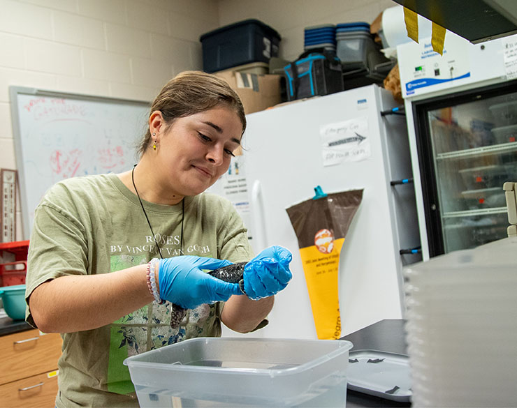 A biology student at Murray State conducts salamander research.