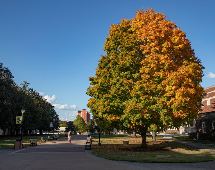 Tree during fall on campus