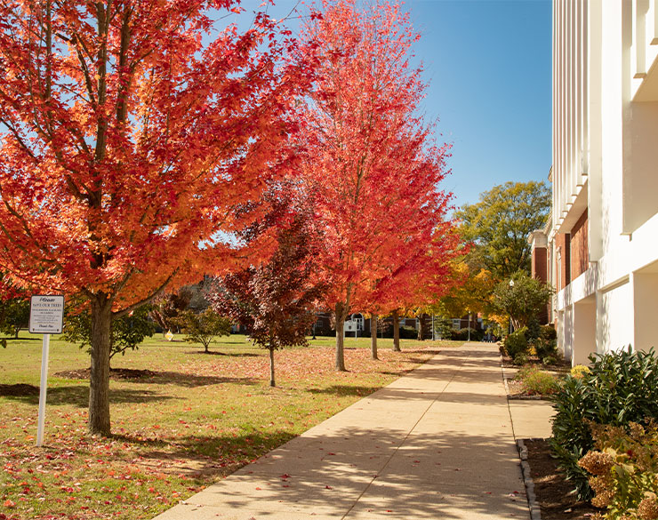 Trees on campus