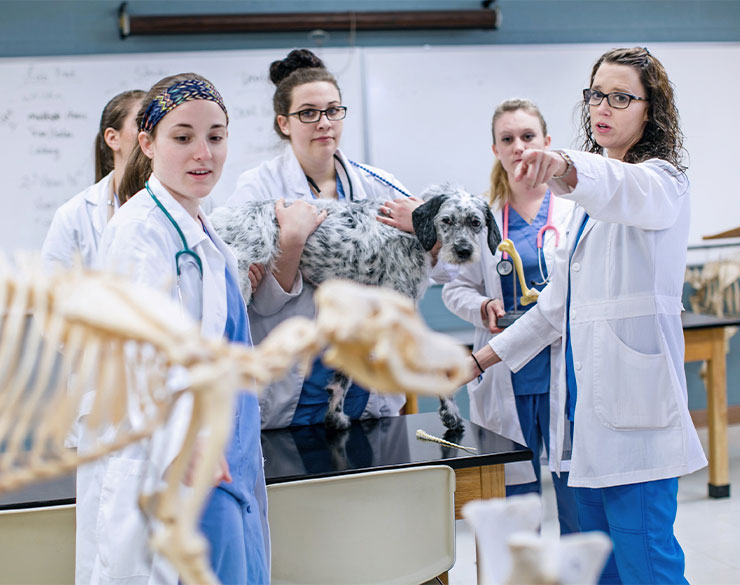 Veterinary students examine a dog