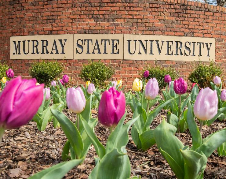 Tulips in front of brick Murray State sign