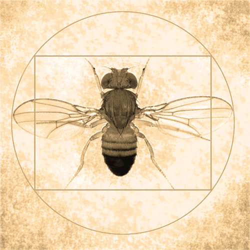 Vitruvian Fly illustration