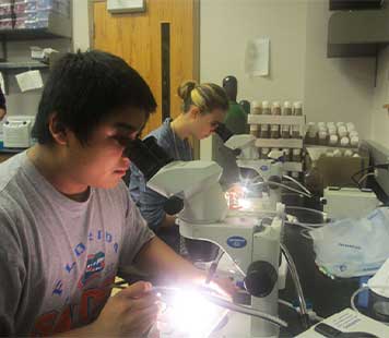 Student uses a microscope