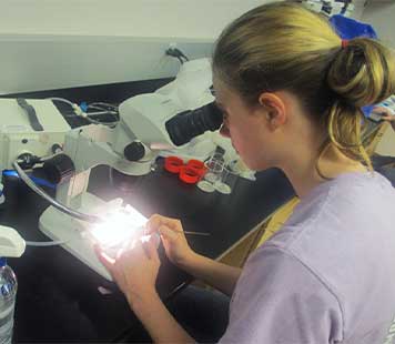 Student uses a microscope