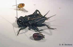 Gryllus lineaticeps (cricket, host), Ormia ochracea (fly parasitoid), and Ormia ochracea pupa