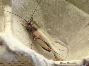 Gryllus rubens, freshly molted.