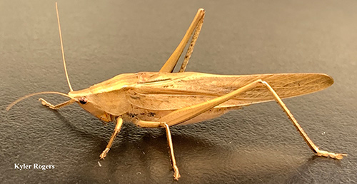 Necoconocephalus triops