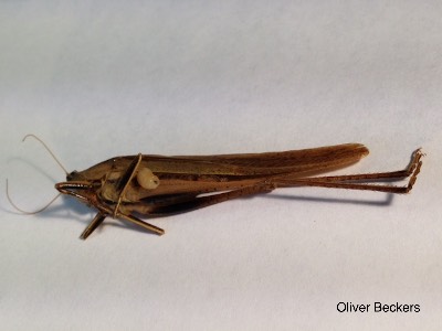 Ormia lineifrons larva emerges from host, N. triops.