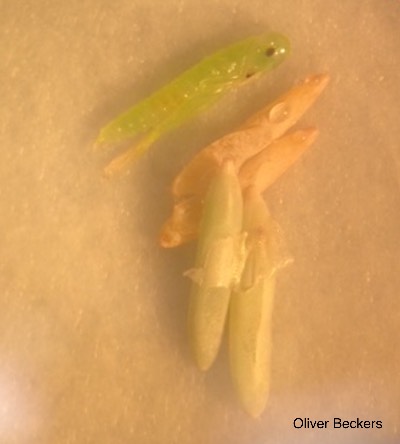 Neoconocephalus triops nymph emerging from egg.