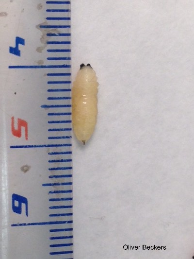 Ormia lineifrons larva minutes after emergence from host.