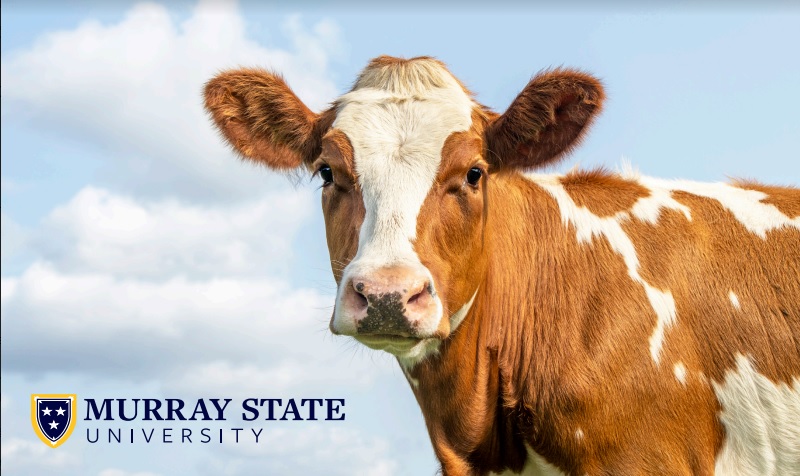 A brown and white cow in front of a blue sky with the MSU logo