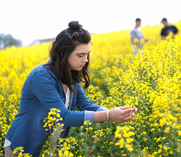 A student examines a canola bloom. 