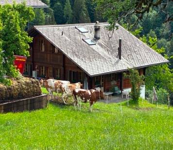 Cows and Barn