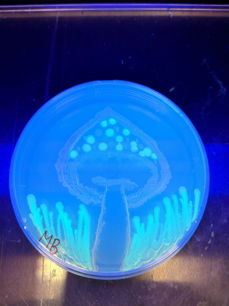 a fluorescent bacterial art display created by a student in Dr. Chris Lennon’s class. 
