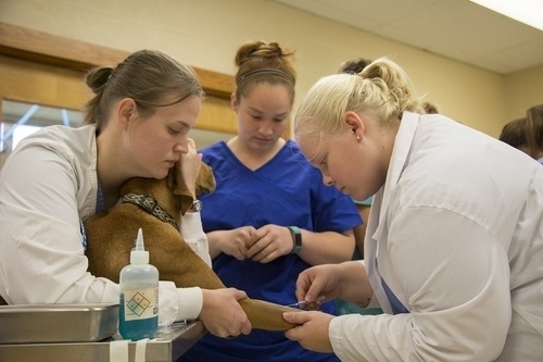pre-veterinary students at Murray State University