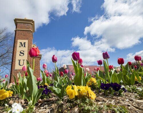 MSU post with tulips