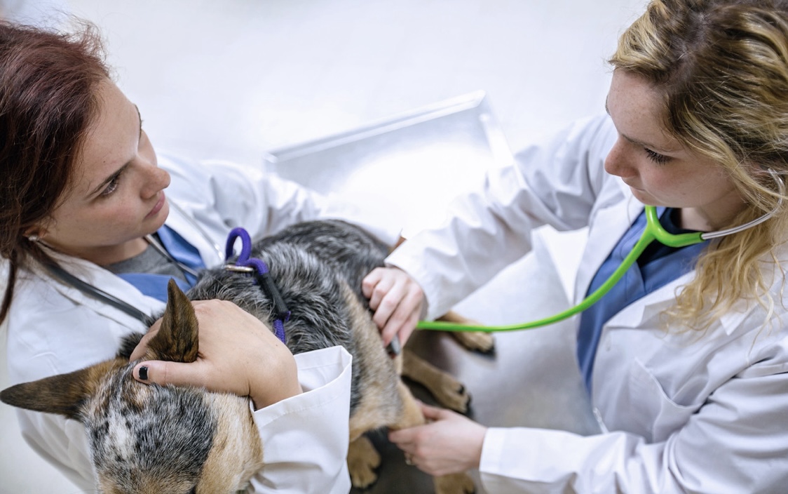 Pre-veterinary students set acceptance record