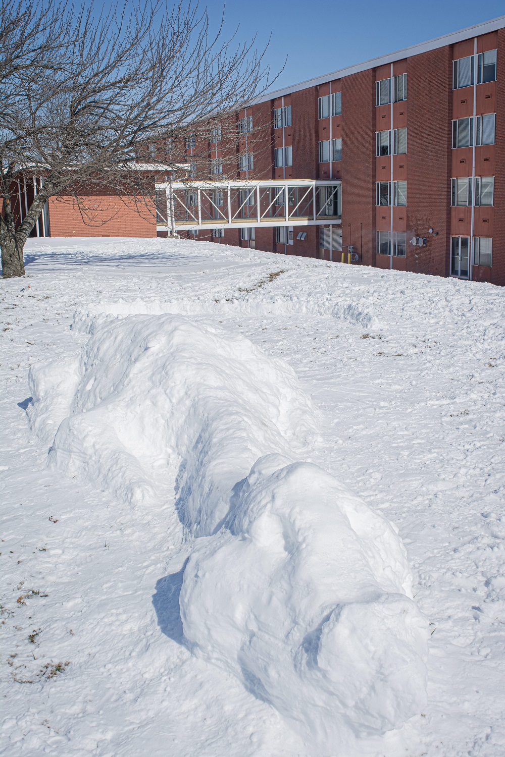 snow dragon