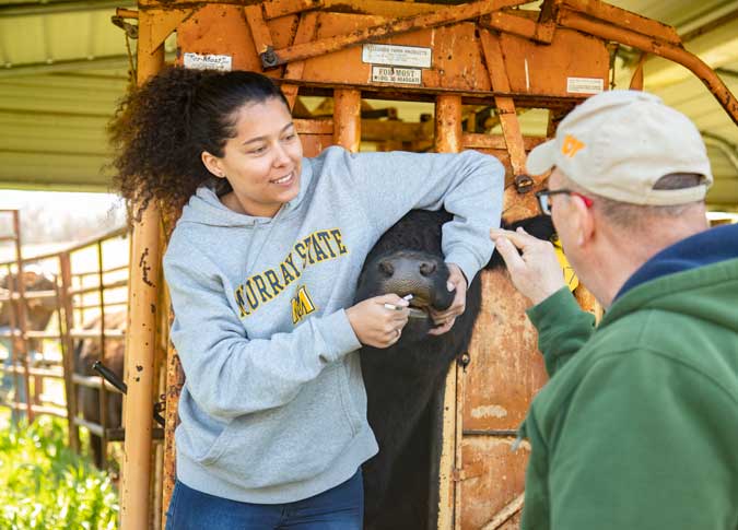 Student administers medication to cow while supervised by professor.
